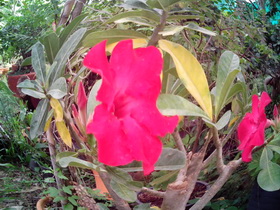 Oppo Find 3 - ออปโป้ Find 3