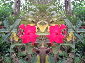 Oppo Find 3 - ออปโป้ Find 3