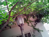 Oppo Find Gemini - ออปโป้ U7011