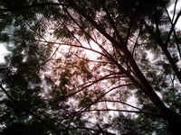 Oppo Find Gemini - ออปโป้ U7011