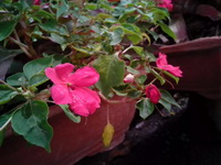 Oppo Find Gemini - ออปโป้ U7011