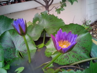 Oppo Find Gemini - ออปโป้ U7011