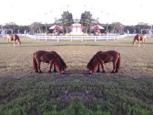 OPPO Find Melody - ออปโป้ R8111