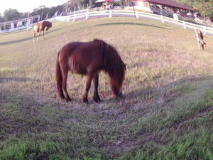 OPPO Find Melody - ออปโป้ R8111