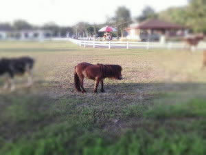 OPPO Find Melody - ออปโป้ R8111