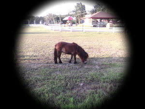 OPPO Find Melody - ออปโป้ R8111