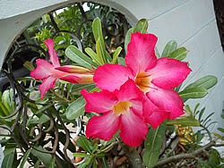 SONY Xperia neo L - โซนี่ Xperia neo L