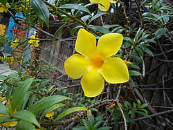 SONY Xperia neo L - โซนี่ Xperia neo L