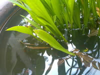 SONY Xperia P LT22i - โซนี่ Xperia P