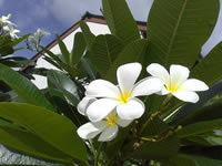 SONY Xperia U - โซนี่ Xperia U