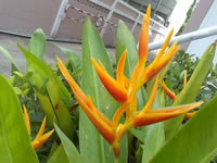 SONY Xperia U - โซนี่ Xperia U