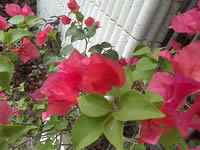 SONY Xperia U - โซนี่ Xperia U