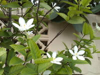 SONY Xperia U - โซนี่ Xperia U