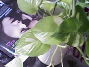 Wellcom S1005 - เวลคอม S1005