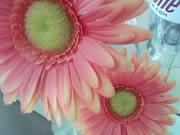 Wellcom S1005 - เวลคอม S1005