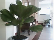 Wellcom S3125 - เวลคอม S3125