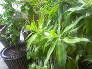 Wellcom T703 - เวลคอม T703