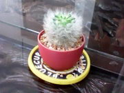 ZYQ Q1802 - แซดวายคิว Q1802