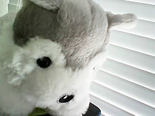 ZYQ Q288 - แซดวายคิว Q288