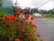 ZYQ Q668 3G S5 - แซดวายคิว Q668 3G S5