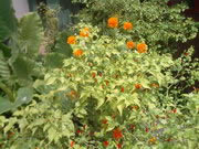 ZYQ Q668 3G S5 - แซดวายคิว Q668 3G S5