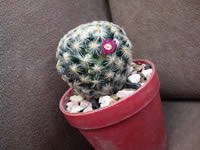 ZYQ Qnote - แซดวายคิว Qnote