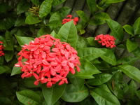 ZYQ Qnote - แซดวายคิว Qnote