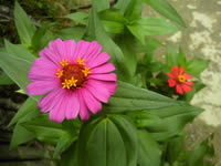 ZYQ Qnote - แซดวายคิว Qnote