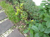 i-mobile IQ6 - ไอโมบาย IQ6