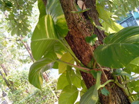 OPPO Find Piano - ออปโป้ Find Piano R8113