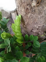 Sony Xperia™ ZL - โซนี่ Xperia™ ZL