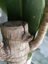 Sony Xperia™ ZL - โซนี่ Xperia™ ZL