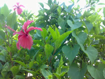 Nokia N73 - โนเกีย