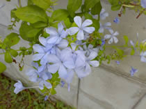 Nokia N73 - โนเกีย