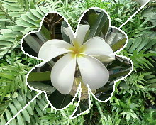 Samsung SGH X820 - ซัมซุง