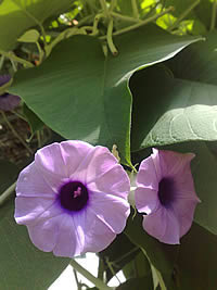 Nokia N95 8GB - โนเกีย