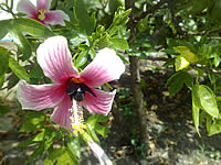 Nokia N95 8GB - โนเกีย