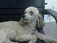 PhoneOne M901 - โฟนวัน