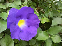 Samsung U900 Soul - ซัมซุง 