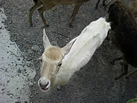 Samsung U900 Soul - ซัมซุง 