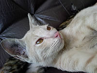 Samsung U900 Soul - ซัมซุง 