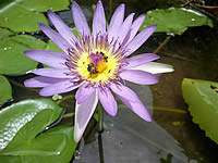 Samsung U900 Soul - ซัมซุง 