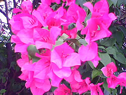  Dphone G71 - ดีโฟน G71