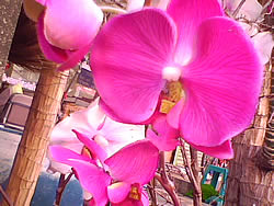  Dphone G71 - ดีโฟน G71