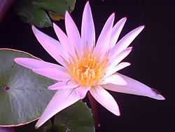  Dphone G71 - ดีโฟน G71