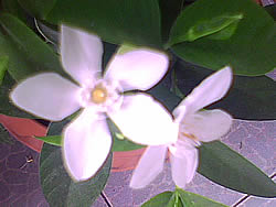  Dphone G71 - ดีโฟน G71