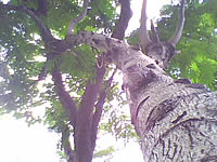 wins V600 - วินส์