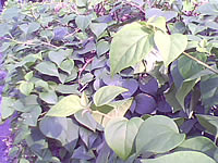 wins V600 - วินส์