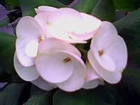 G-TECH GT303 BB - จีเทค GT303 BB