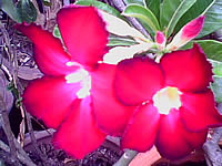 G-TECH GT303 BB - จีเทค GT303 BB